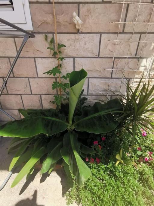 Makarska Blue Oasis Apartman 2-6 외부 사진